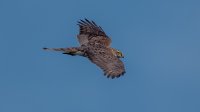 Sperwer